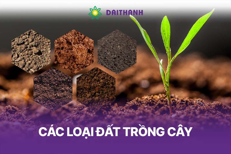 So sánh đặc điểm của đất cát đất sét và đất thịt