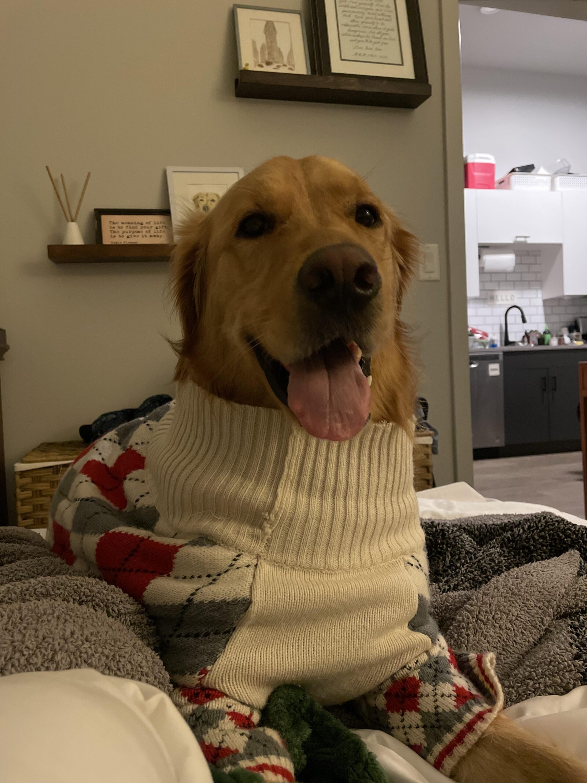 Tình yêu thương và sự gắn kết giữa chủ nhân và chó Golden Retriever