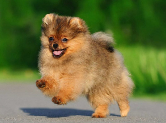 Chú chó Phốc Sóc khỏe mạnh với đôi mắt sáng và mũi ướt