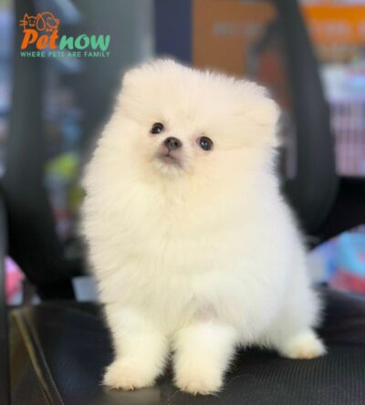 Top 7 Địa chỉ bán chó Phốc Sóc uy tín nhất TPHCM