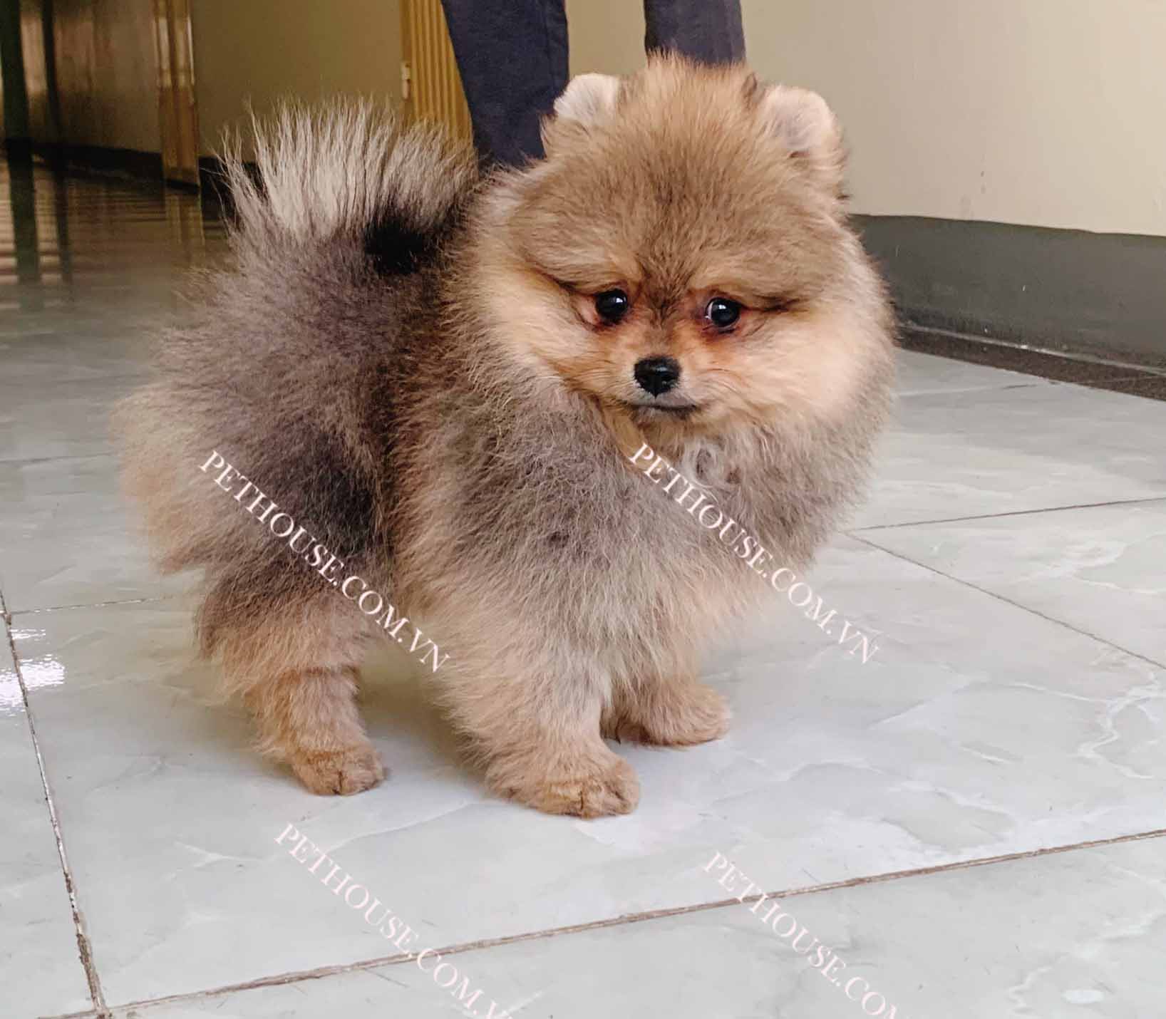 Chó Phốc Sóc thuần chủng có giấy tờ VKA chứng minh nguồn gốc rõ ràng