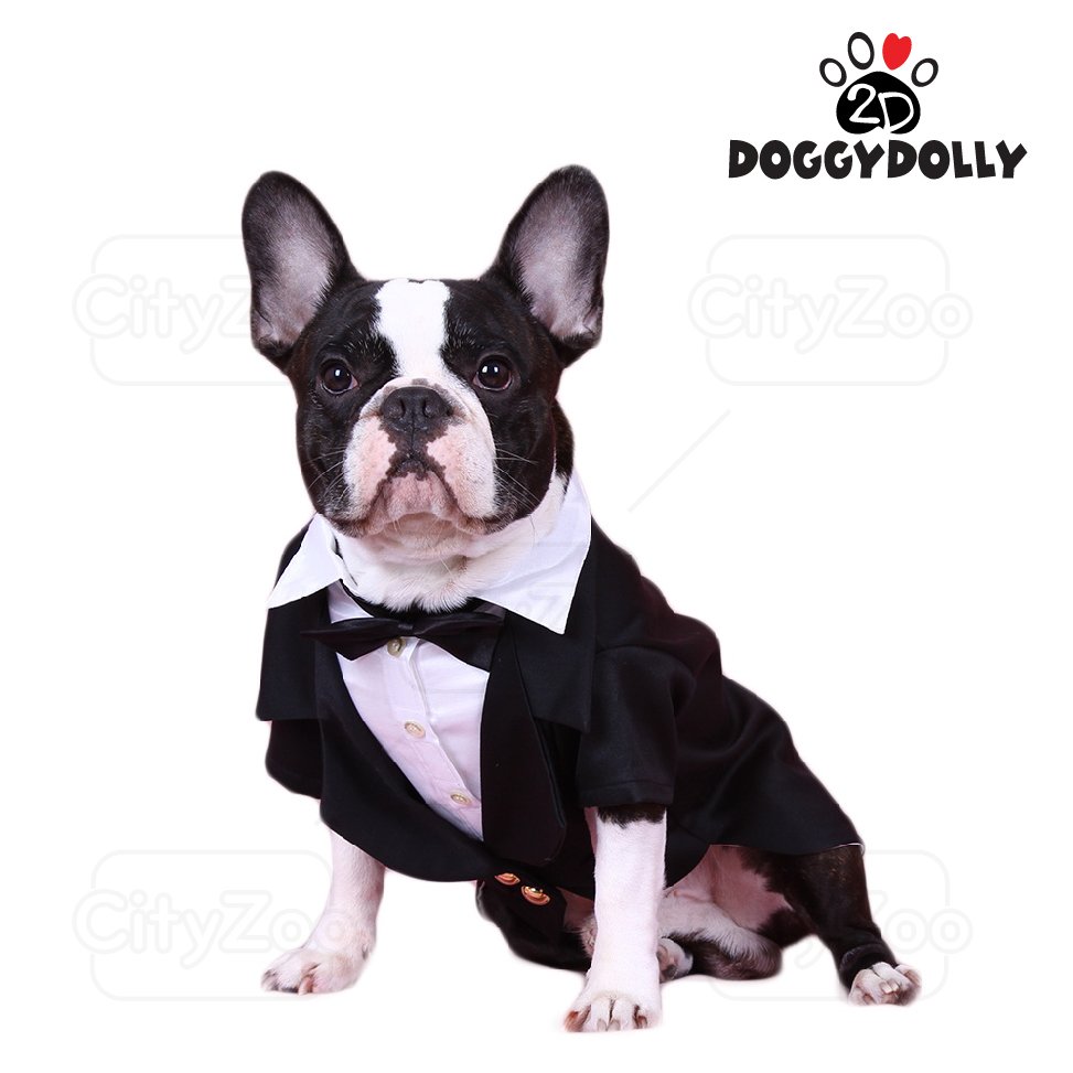Một chú chó diện bộ vest lịch lãm từ Myles Pet