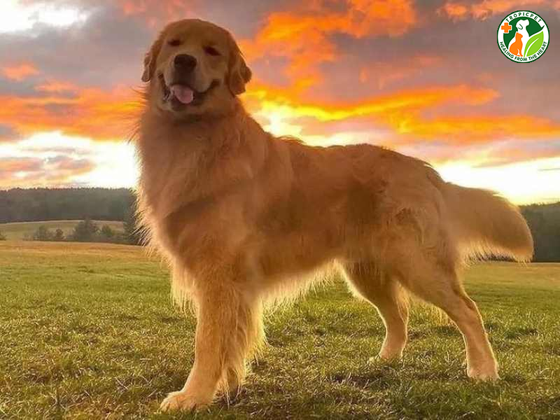 Một chú chó Golden Retriever con khỏe mạnh vui vẻ là dấu hiệu tốt