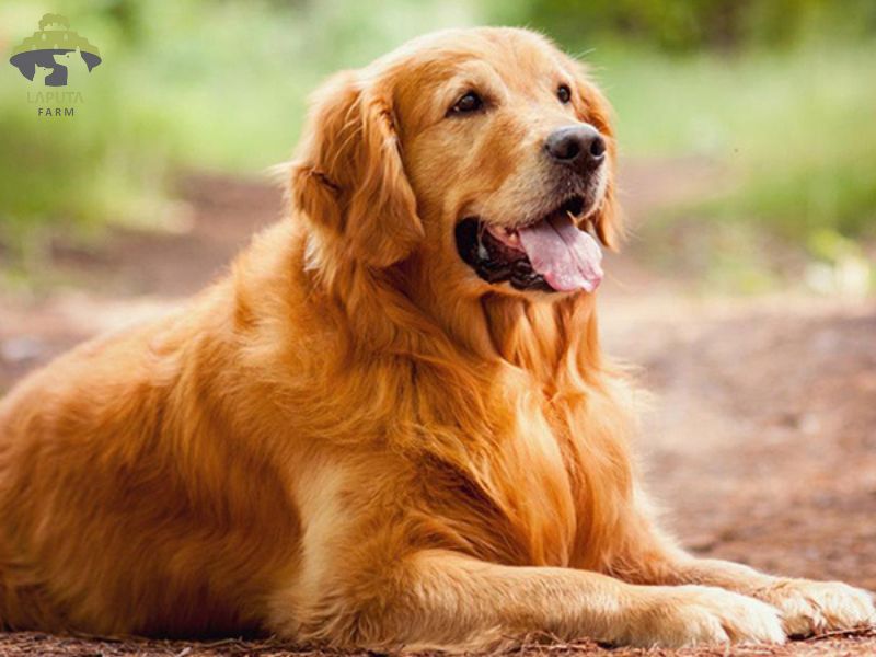 Một chú chó Golden Retriever con đang nằm thoải mái trong ổ của mình