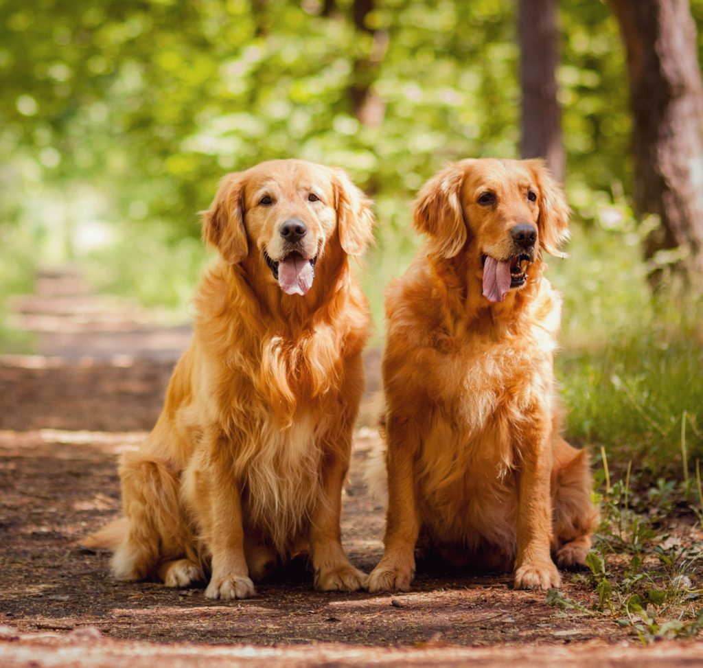 Những chú chó Golden Retriever con thuần chủng đáng yêu