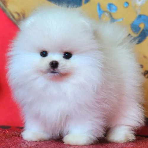 Một bé Phốc Sóc con đáng yêu với đầy đủ giấy tờ chứng minh nguồn gốc và sức khỏe