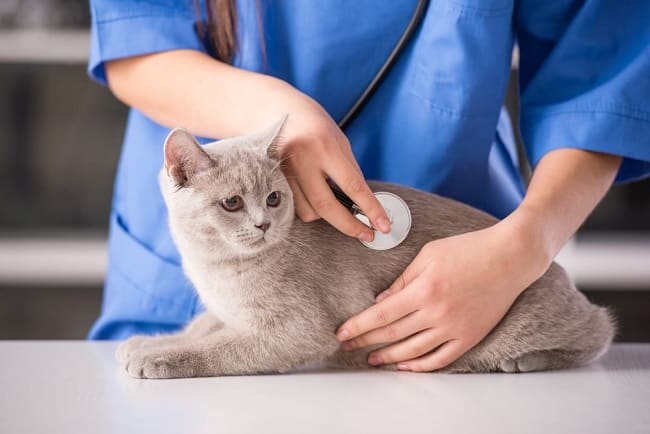 Kiểm tra sức khỏe tổng quát cho mèo cái trước khi phối giống là điều cần thiết