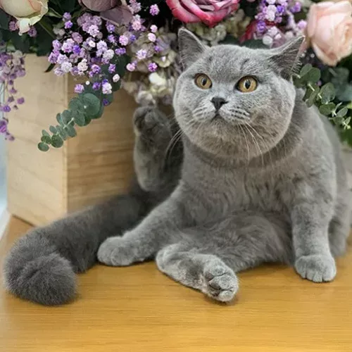 Mèo Anh lông ngắn tại Dogily Petshop