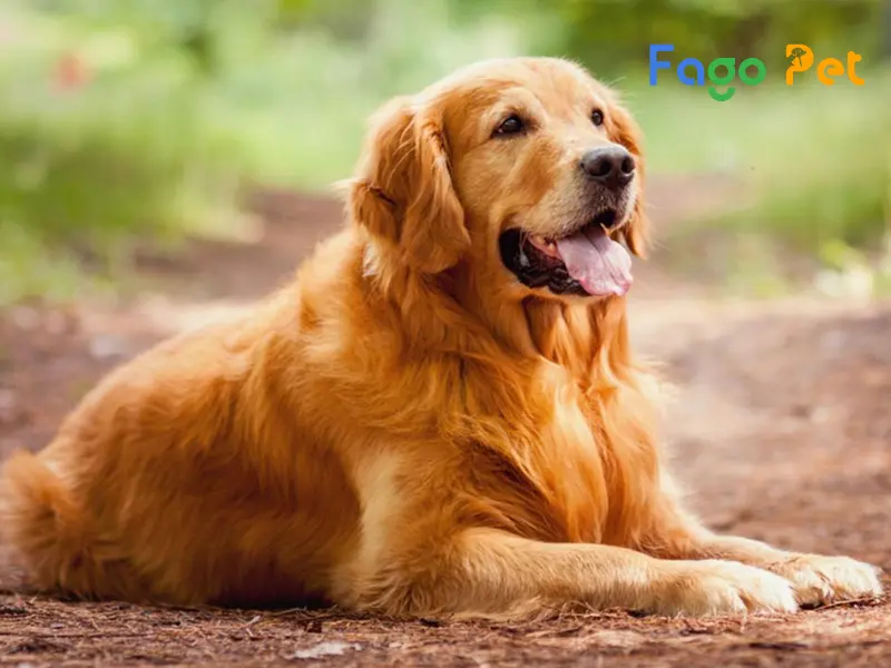 Nhân viên tư vấn tận tình giúp khách hàng lựa chọn chú chó Golden Retriever phù hợp