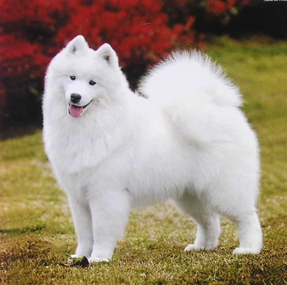 Sự đa dạng về màu lông và biểu cảm của chó Samoyed con