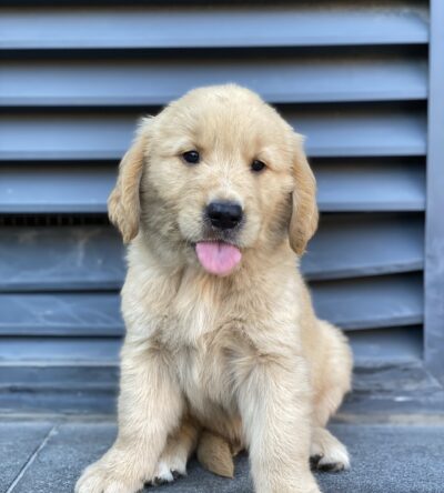 Top 6 Địa chỉ bán chó Golden & Samoyed uy tín nhất TPHCM